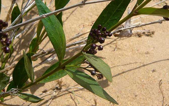 老瓜頭什么時(shí)候開花? 老瓜頭