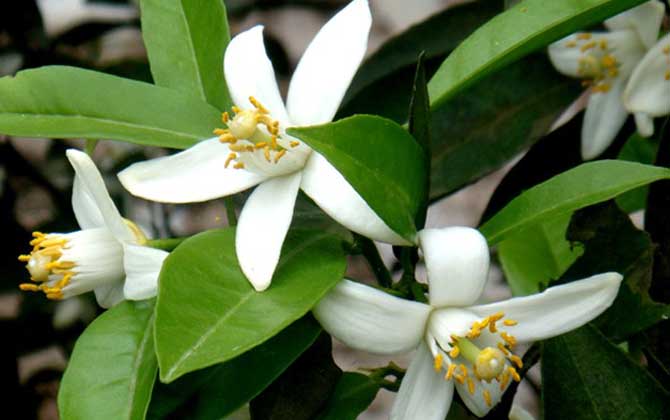 橙樹什么時候開花? 橙樹