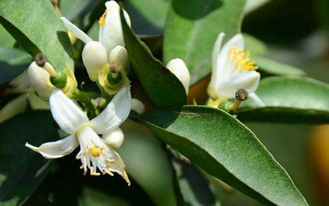 橙樹什么時候開花? 橙樹