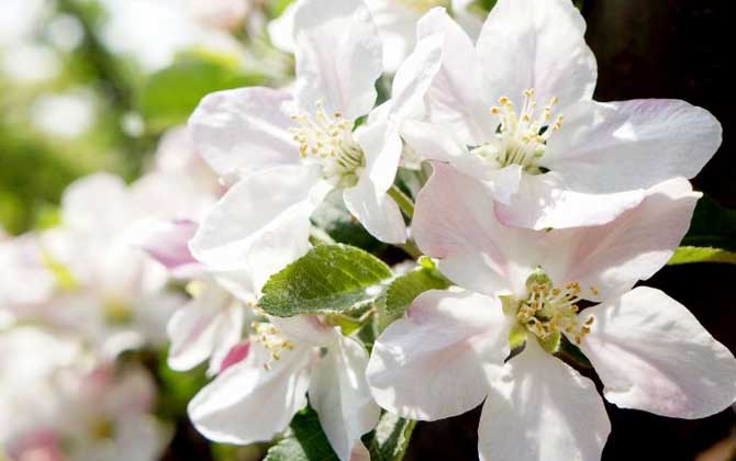 蘋果樹什么時候開花? 蘋果樹
