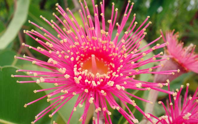 桉樹花蜜蜂會采嗎? 桉樹花