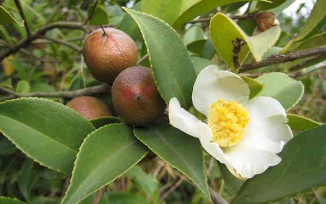 茶花什么時候開花? 茶花