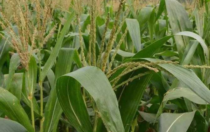 玉米什么時候開花? 玉米開花