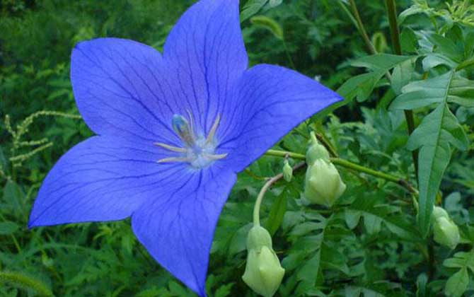 桔梗什么時候開花? 桔梗