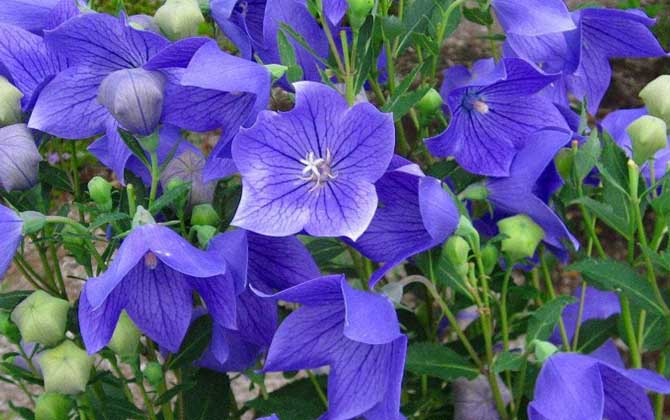 桔梗什么時候開花? 桔梗