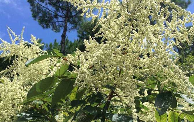 五倍子什么時(shí)候開花? 五倍子