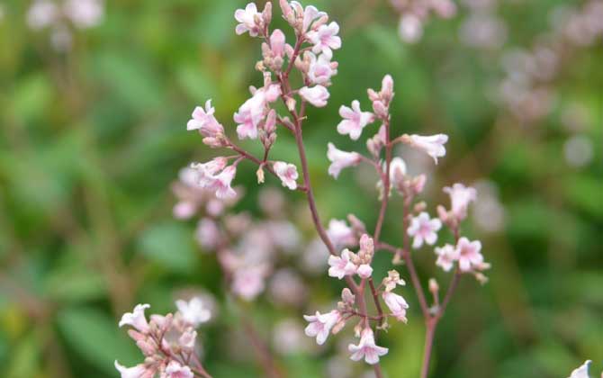 羅布麻什么時(shí)候開花? 羅布麻