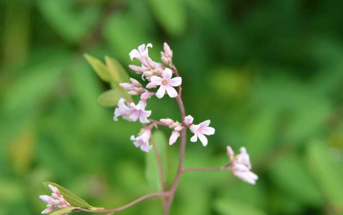 羅布麻什么時(shí)候開花? 羅布麻