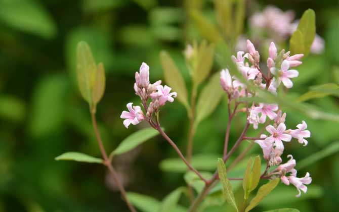 羅布麻什么時(shí)候開花? 羅布麻