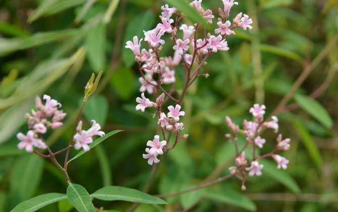 羅布麻什么時(shí)候開花? 羅布麻