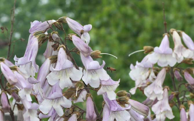 桐樹什么時候開花? 桐樹花