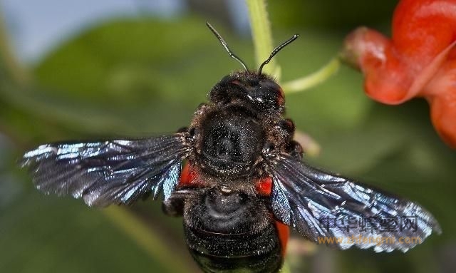 東北黑蜂演化史概述 東北黑蜂