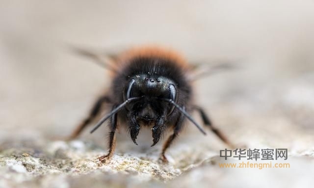 東北黑蜂演化史概述 東北黑蜂