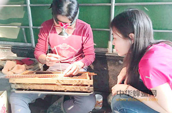 蜂女人謝惠清 養(yǎng)蜂人 養(yǎng)蜂技術(shù) 蜜蜂 養(yǎng)蜂