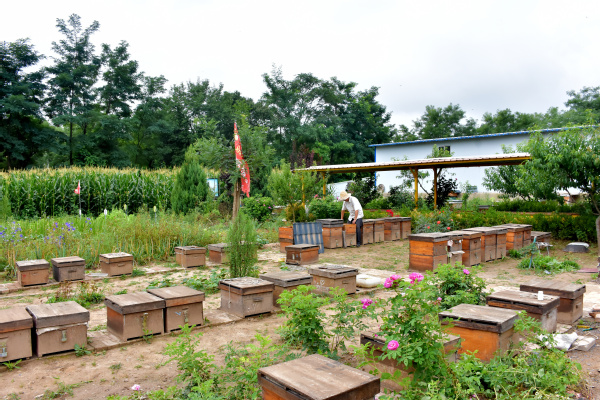 走進(jìn)蜜蜂王國領(lǐng)略養(yǎng)蜂文化——經(jīng)濟(jì)管理學(xué)院“非遺助農(nóng)產(chǎn)業(yè)營銷”指導(dǎo)實踐團(tuán)走進(jìn)農(nóng)戶