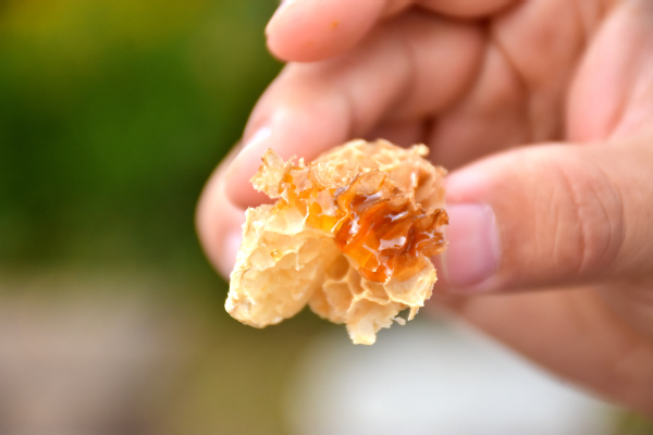 走進(jìn)蜜蜂王國領(lǐng)略養(yǎng)蜂文化——經(jīng)濟(jì)管理學(xué)院“非遺助農(nóng)產(chǎn)業(yè)營銷”指導(dǎo)實踐團(tuán)走進(jìn)農(nóng)戶