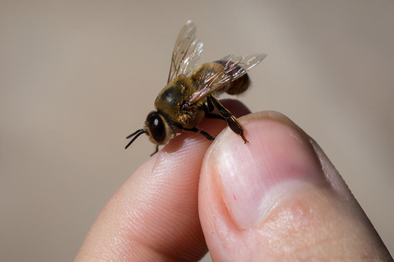 第一張蜜蜂分布世界地圖公布，填補了知識空白，也讓科學(xué)家吃驚了