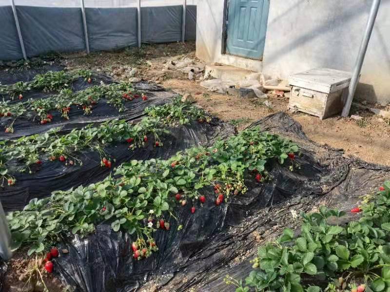 蜜蜂飛進大棚“打工”青州市以蜜蜂授粉助推現(xiàn)代農(nóng)業(yè)產(chǎn)業(yè)綠色發(fā)展