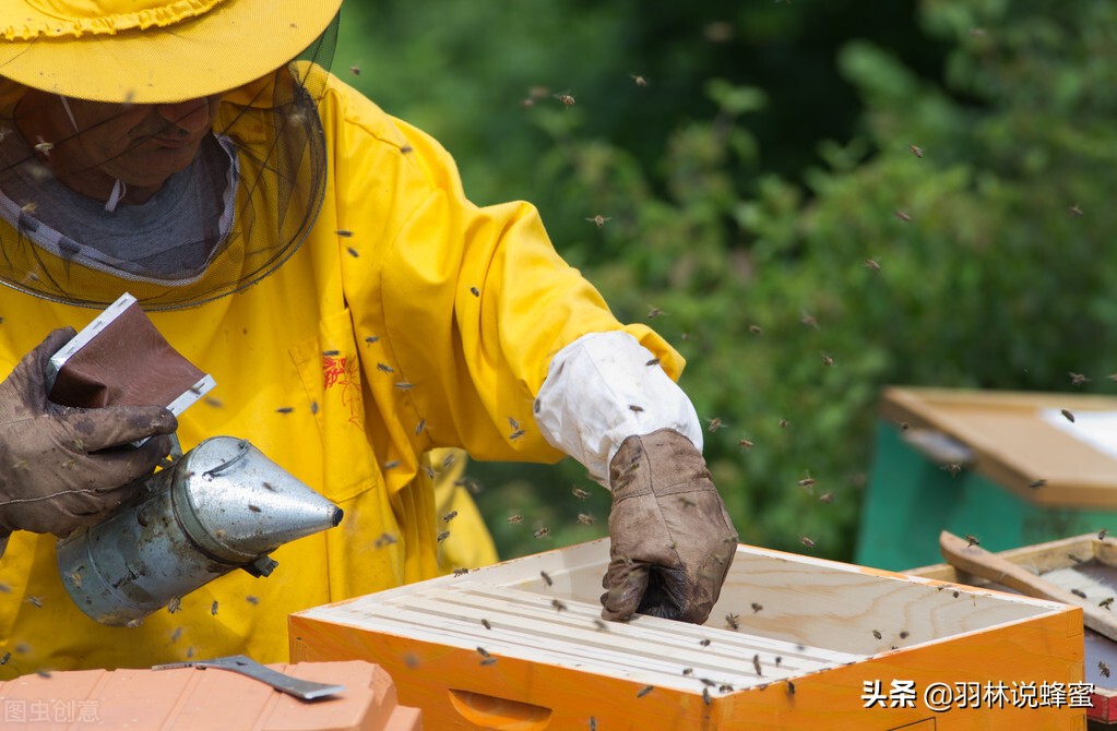 養(yǎng)蜂都需要準(zhǔn)備什么工具，成功養(yǎng)蜂只需要4種必需品就夠了