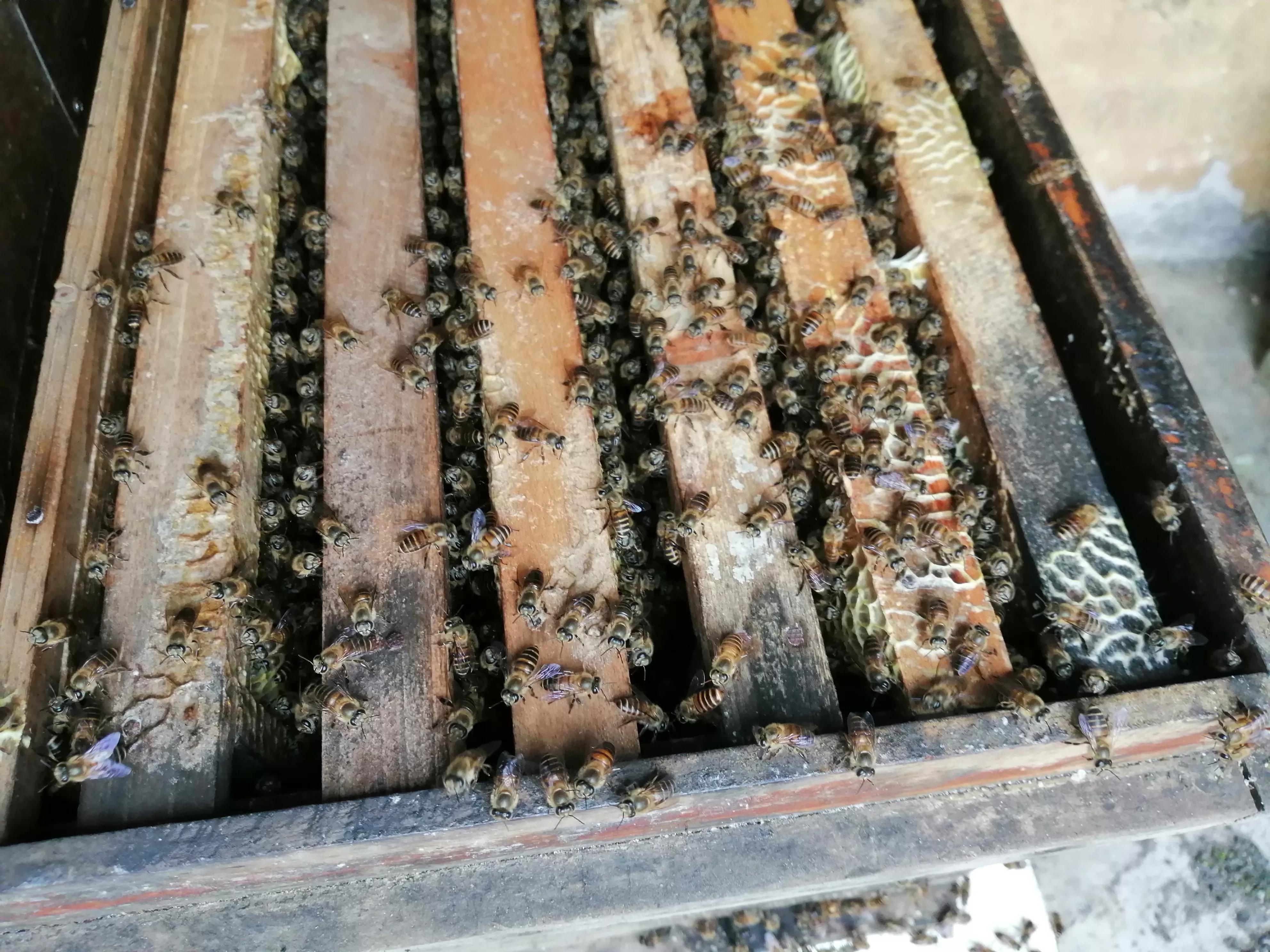 中蜂養殖：蜂窩內里有蟑螂、螞蟻、壁虎是有利還是有害