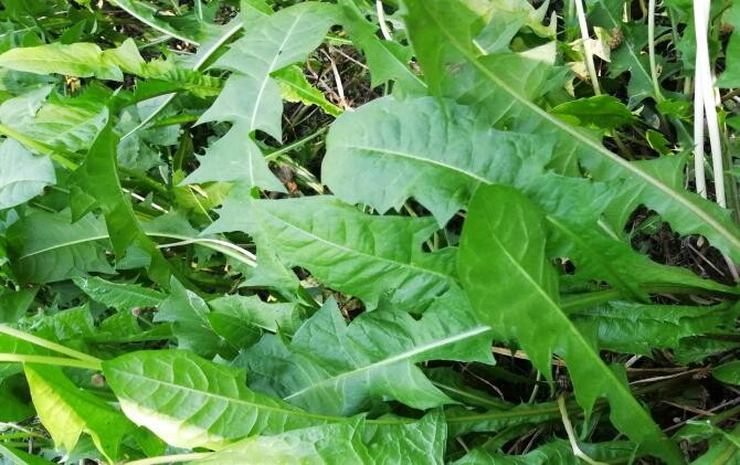 蒲公英根蜂蜜水的功效，蒲公英兌蜂蜜水的好處?