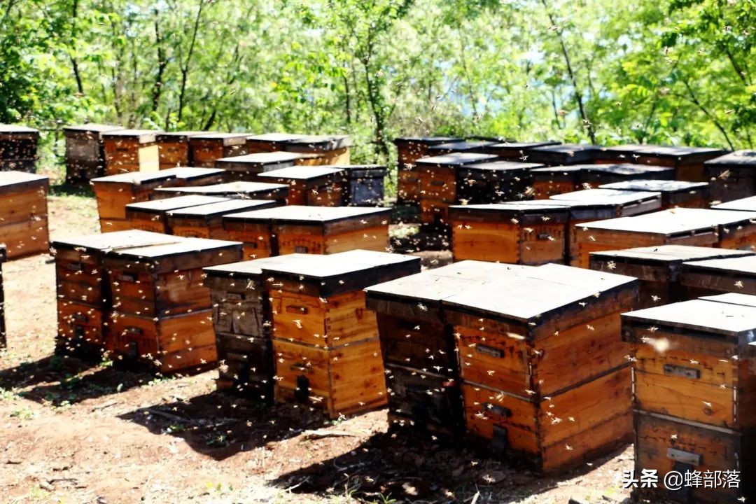 意大利引進國內(nèi)的蜜蜂，嚴重危害中華蜜蜂，為啥我國還要大量養(yǎng)殖？