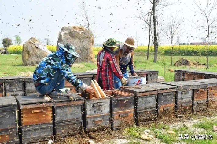 意大利引進國內(nèi)的蜜蜂，嚴重危害中華蜜蜂，為啥我國還要大量養(yǎng)殖？