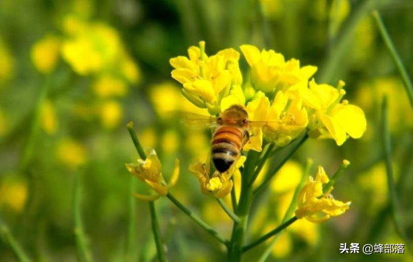 蜜蜂的平均壽命只有30天，為何冬天沒有沒花開不會團滅？
