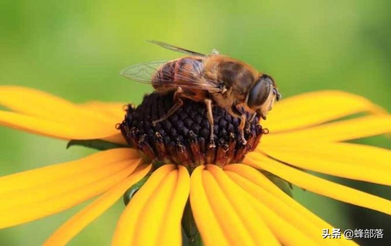 蜜蜂的平均壽命只有30天，為何冬天沒有沒花開不會團滅？