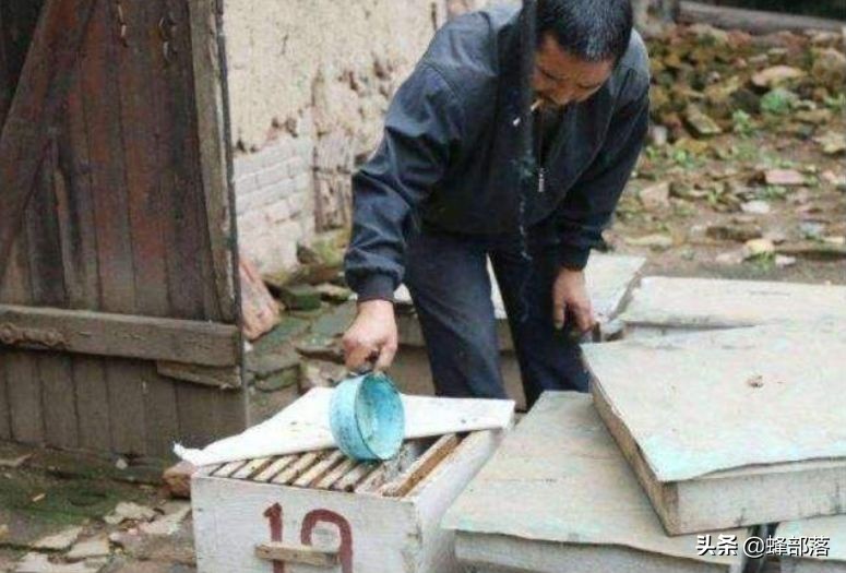 蜜蜂的平均壽命只有30天，為何冬天沒有沒花開不會團滅？