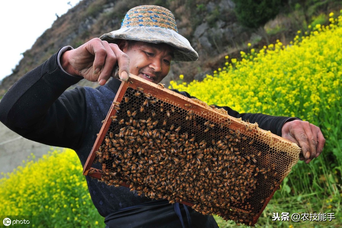 養(yǎng)殖蜜蜂時，選擇蜂種很關(guān)鍵，總結(jié)3種選用良種的原則介紹