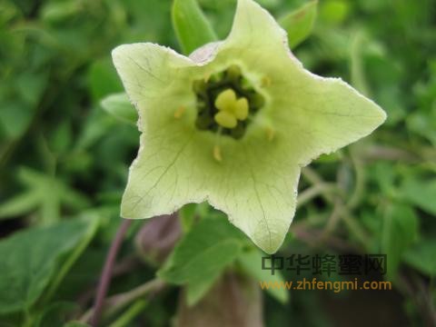 黨參 黨參圖片 蜂蜜 黨參蜜 蜂蜜作用與功效 黨參蜜成分 黨參蜜產(chǎn)區(qū)
