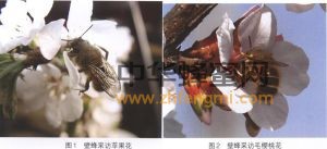 壁蜂 壁蜂科屬 壁蜂分布 壁蜂形態(tài)特征 壁蜂經(jīng)濟(jì)價(jià)值