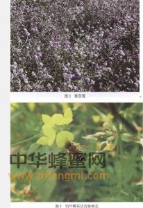 切葉蜂 切葉蜂科屬 切葉蜂的特征 切葉蜂經濟價值