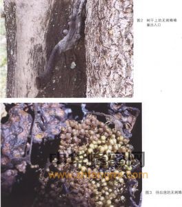 無刺蜂 無刺蜂的分布 無刺蜂特征 無刺蜂經(jīng)濟(jì)價值 無刺蜂屬性