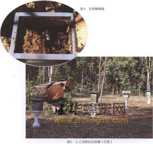 無刺蜂 無刺蜂的分布 無刺蜂特征 無刺蜂經(jīng)濟(jì)價值 無刺蜂屬性