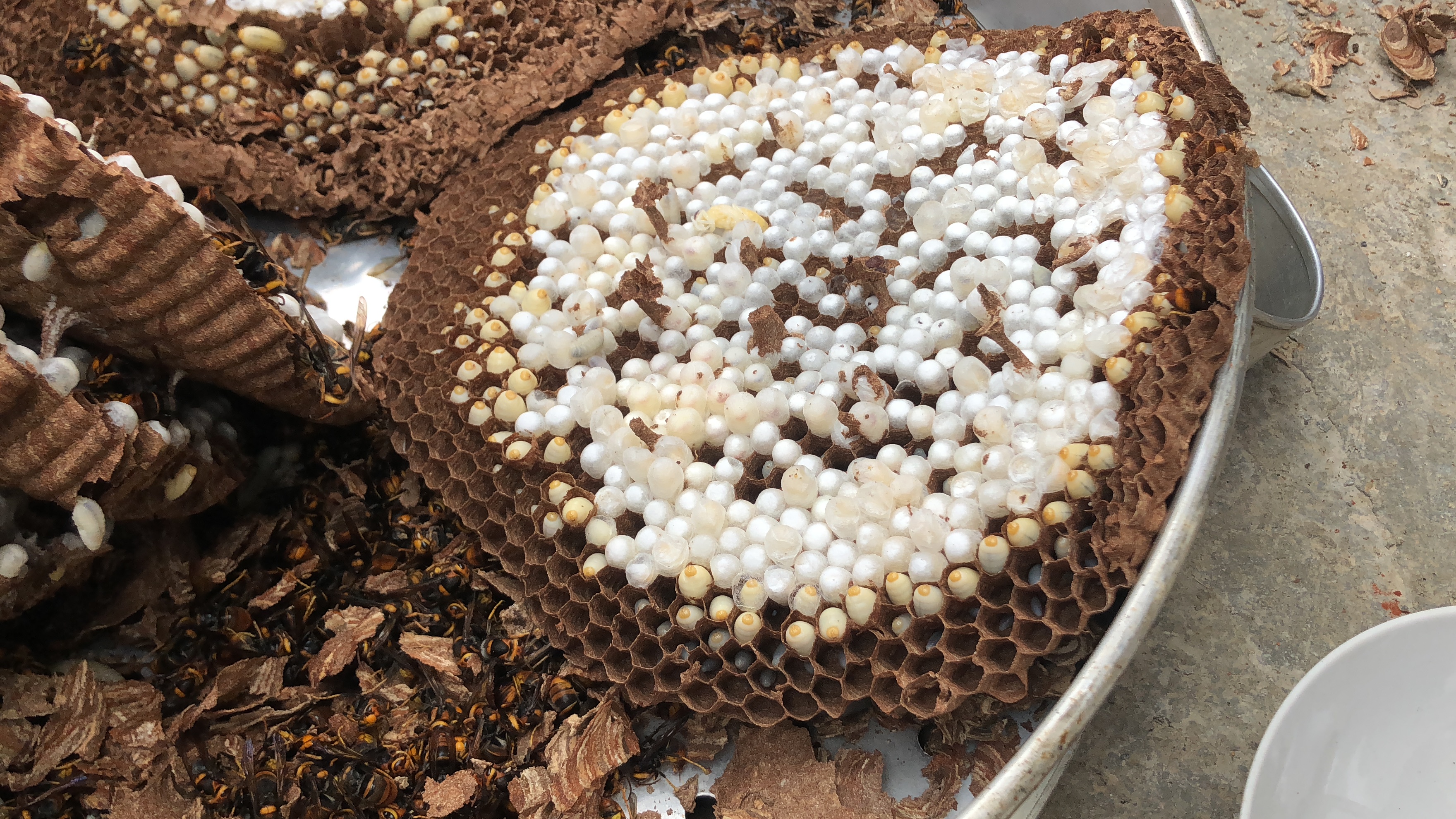 農村小伙深山養殖馬蜂窩，蜂蛹一公斤150元，能脫貧致富嗎？