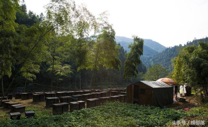 農(nóng)村養(yǎng)蜂補(bǔ)貼怎么拿？能拿到多少？