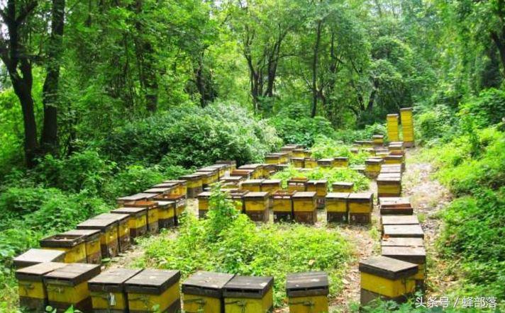 農(nóng)村養(yǎng)蜂補(bǔ)貼怎么拿？能拿到多少？