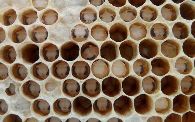 阿壩中蜂易感染什么?。ㄖ蟹湟话銜?huì)得什么病）