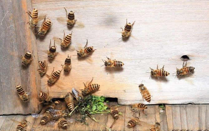 如何治療美洲幼蟲(chóng)腐臭??？