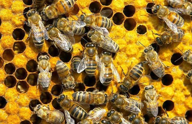 蜜蜂的強群標準是怎樣的？