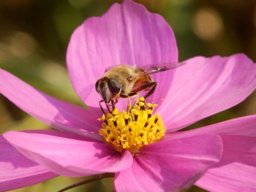 野蜜蜂怎么養(yǎng)它不會走？