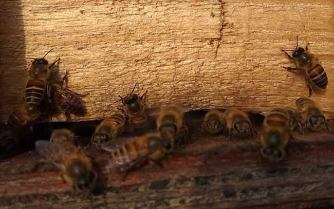 【蜜蜂知識】世界上有多少種蜜蜂? 【蜜蜂知識】世界上有多少種蜜蜂?