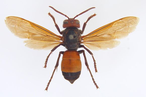 黃腰虎頭蜂(黃腰胡蜂) 黃腰虎頭蜂(黃腰胡蜂)