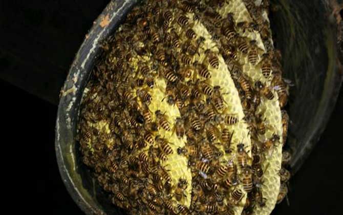 養十箱中蜂一年收入多少錢?(10箱蜂能賺多少錢) 養十箱中蜂一年收入多少錢?(10箱蜂能賺多少錢)