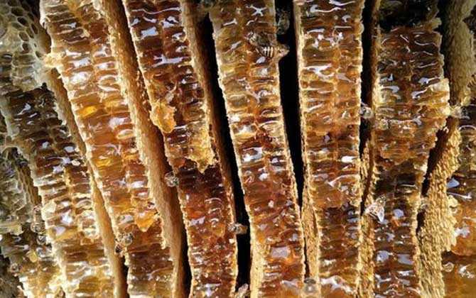 養十箱中蜂一年收入多少錢?(10箱蜂能賺多少錢) 養十箱中蜂一年收入多少錢?(10箱蜂能賺多少錢)