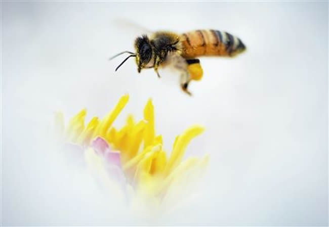 【蜜蜂知識】意大利蜜蜂的早春管理 意大利蜜蜂的早春管理