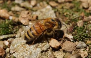 大蜂場是怎樣發(fā)展蜂王的(大型蜂場是怎么換王的) 大蜂場是怎樣發(fā)展蜂王的(大型蜂場是怎么換王的)