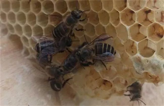 大蜂場是怎樣發(fā)展蜂王的(大型蜂場是怎么換王的) 大蜂場是怎樣發(fā)展蜂王的(大型蜂場是怎么換王的)